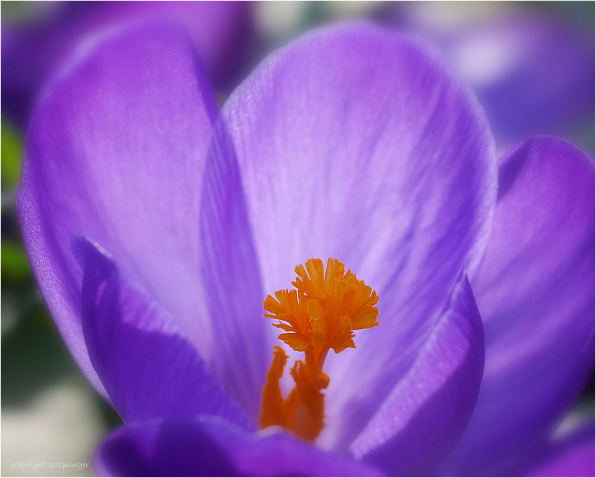 Die kleine Blüte im Inneren der Blüte...