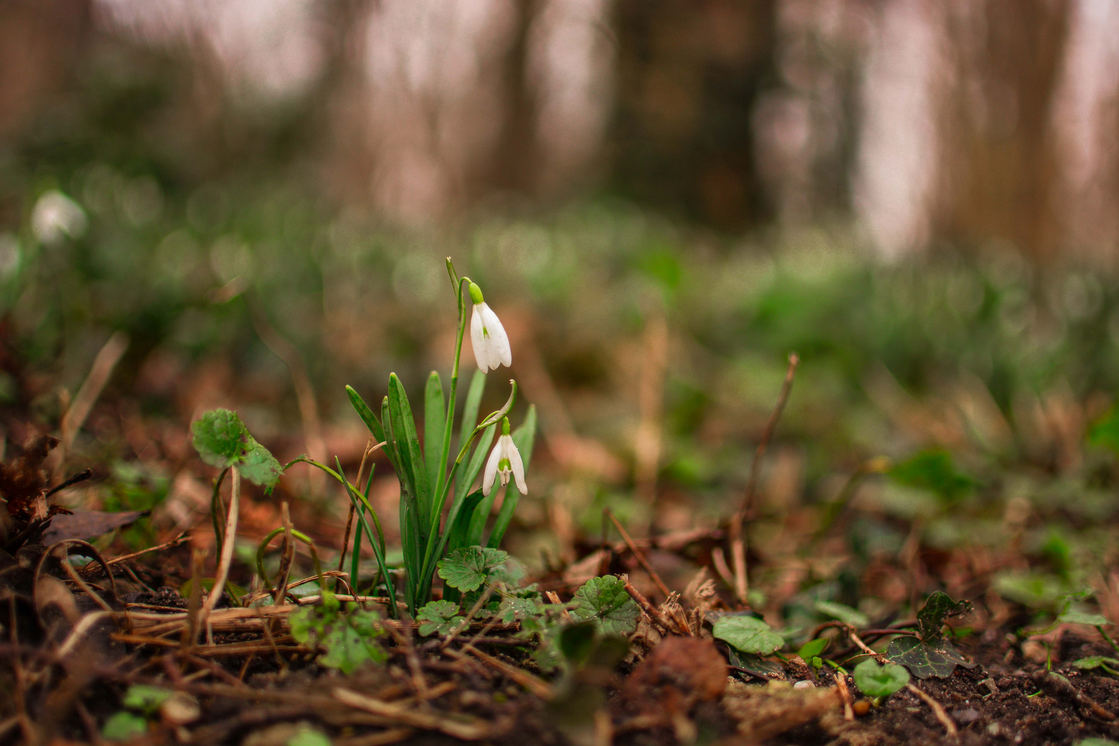 Die kleine Blume