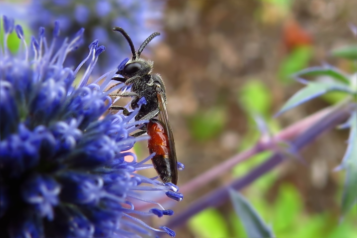 Die Kleine Blutbiene