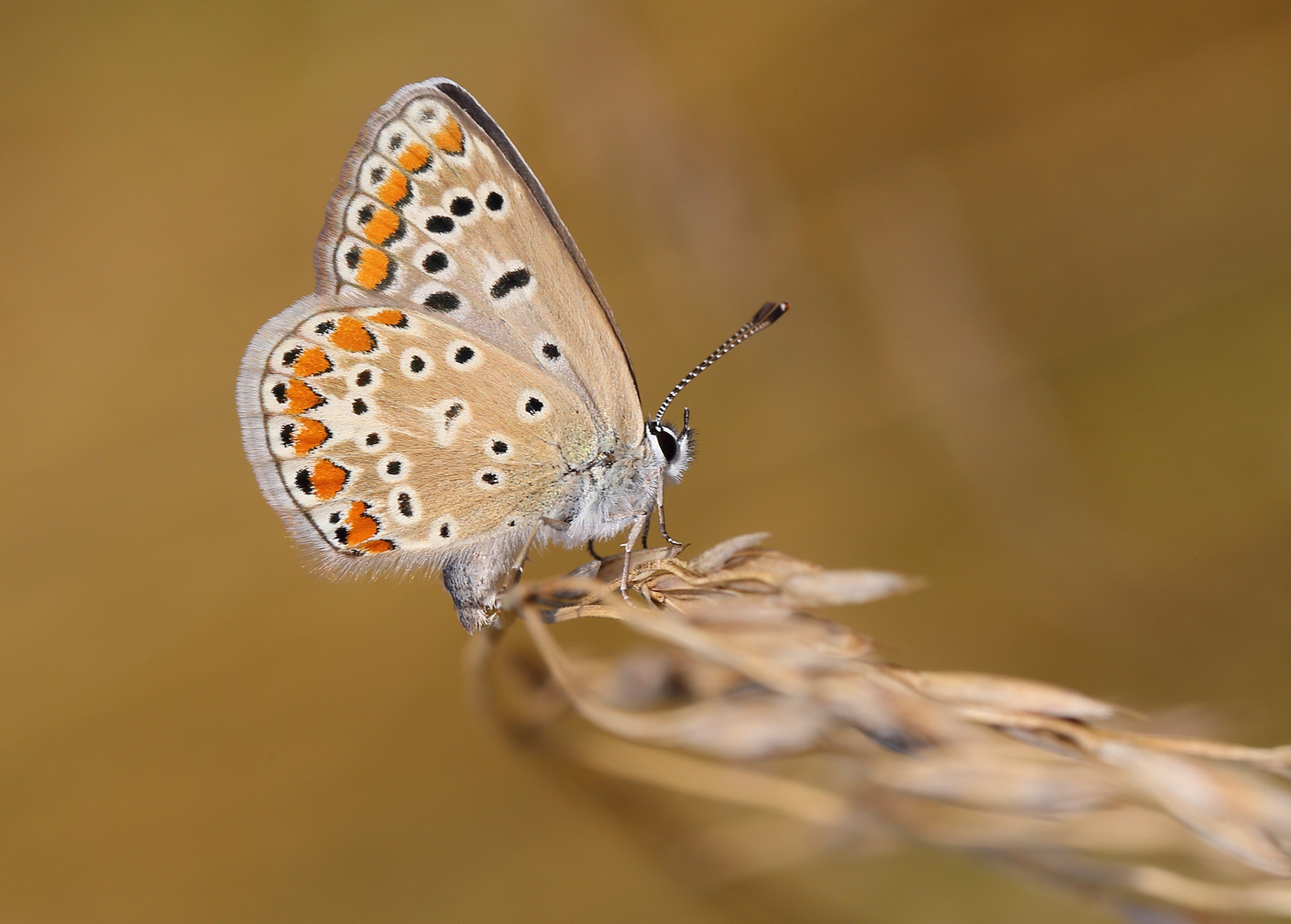 Die kleine braune Dame