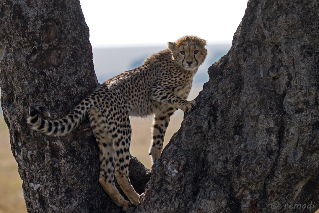 Die kleine Cheeta lernt klettern ;)