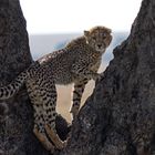 Die kleine Cheeta lernt klettern ;)
