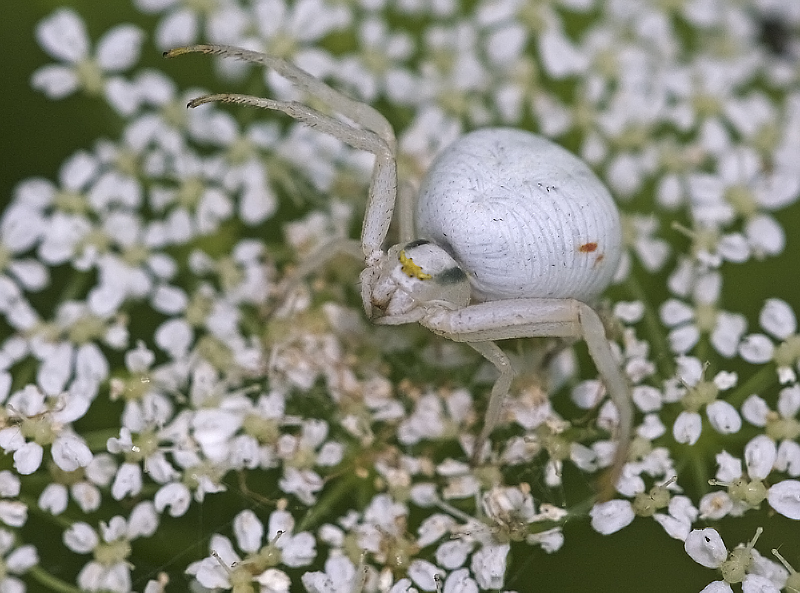 Die kleine dicke Weiße Foto & Bild tiere, wildlife, spinnen Bilder