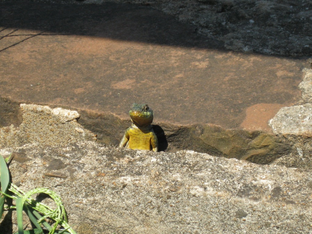 die kleine Echse beim Sonnenbaden