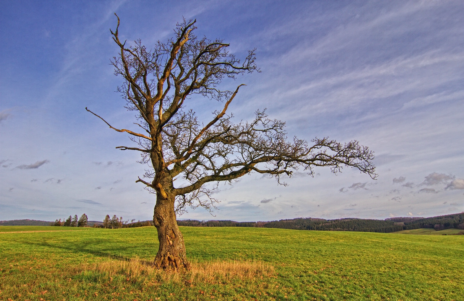 Die kleine Eiche 