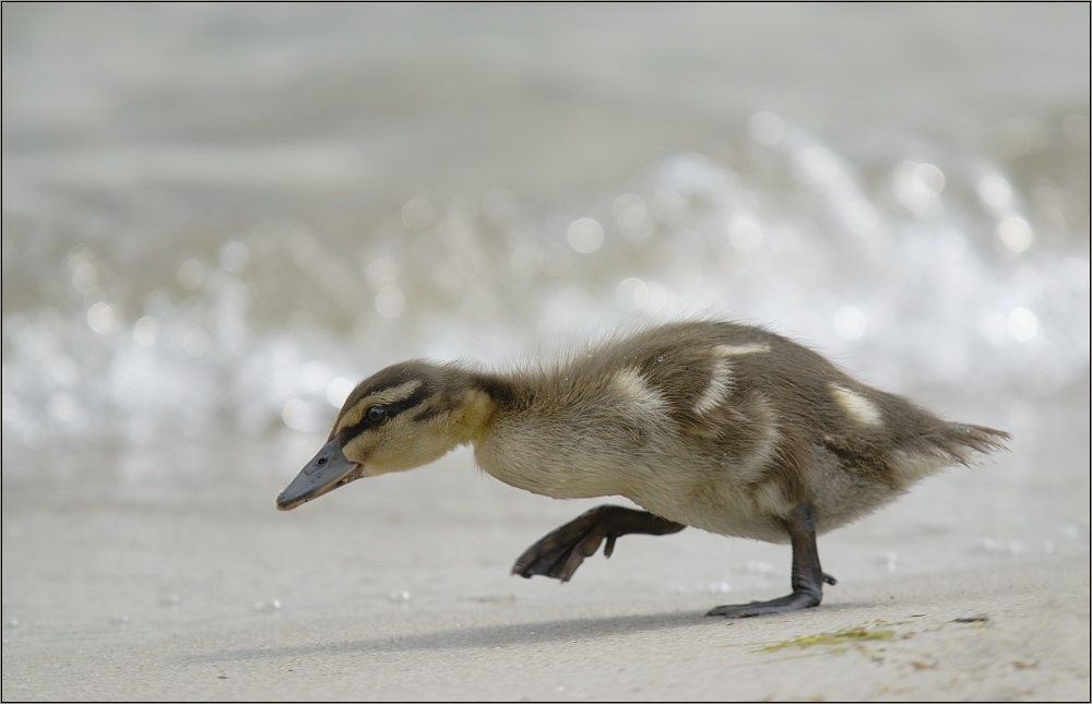 Die kleine Ente