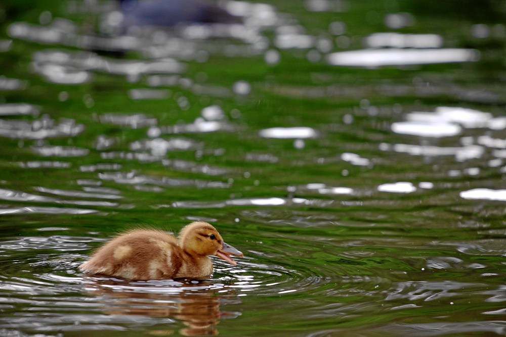 Die kleine Ente