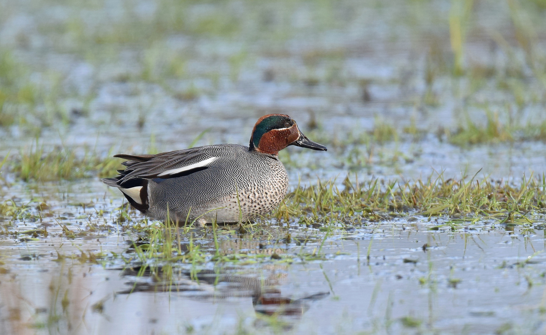 Die kleine Ente