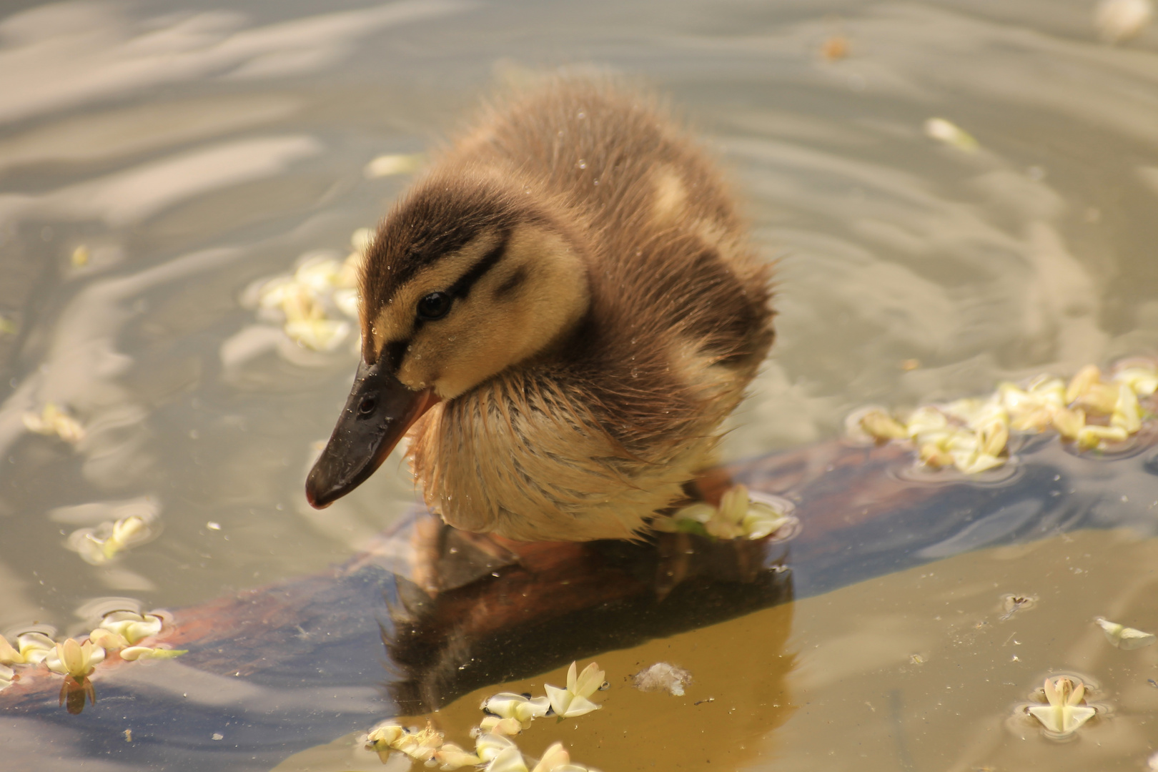 Die kleine Ente