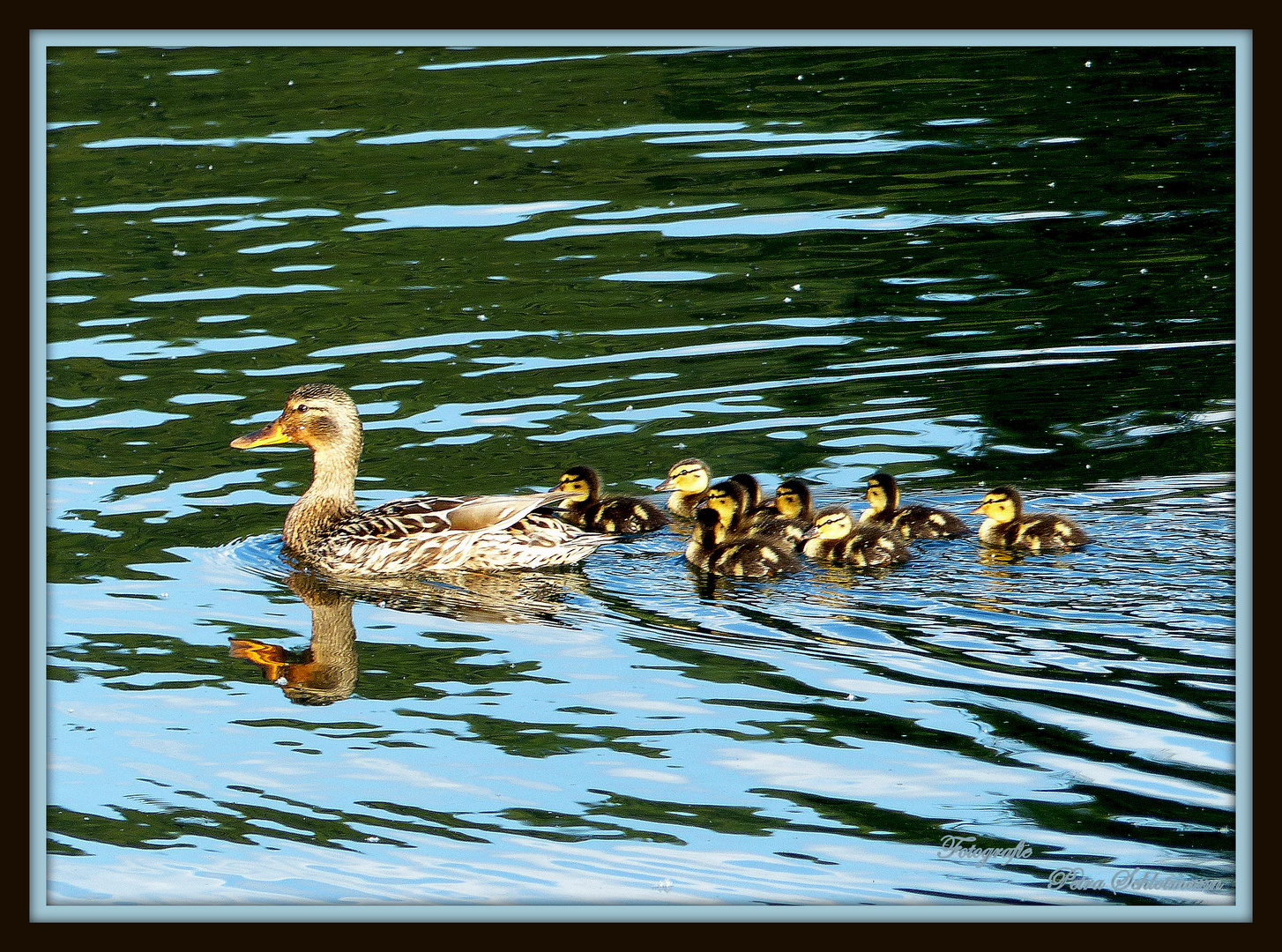 "Die kleine Enten-Familie"