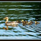 "Die kleine Enten-Familie"