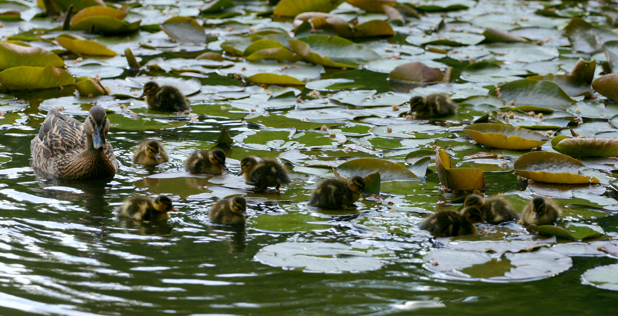 Die kleine Entenfamilie