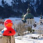 Die kleine Entenspinne aus der Nachbarschaft von Kloster Ettal