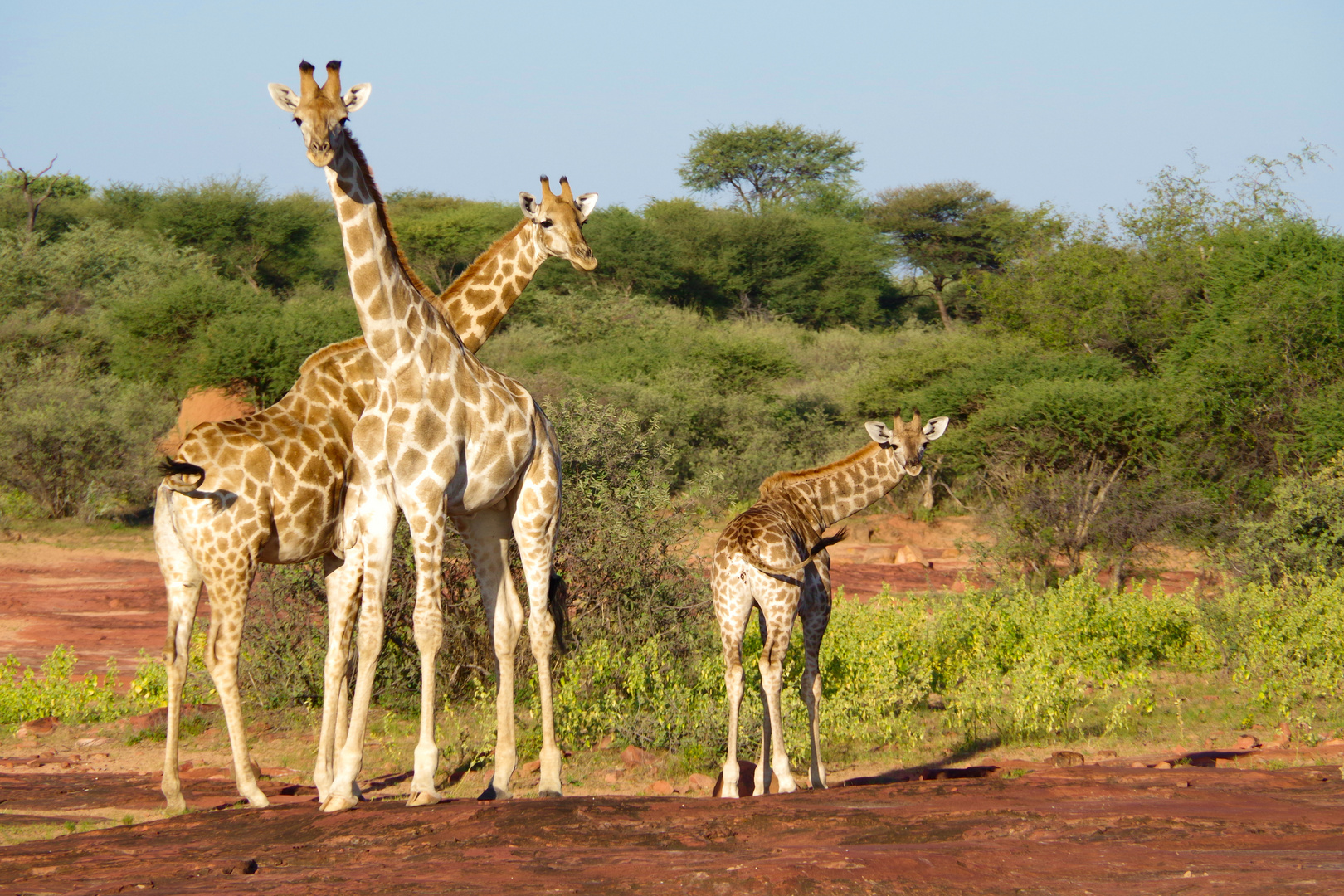 Die kleine Familie