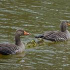 Die kleine Familie Graugans