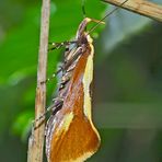 Die kleine Faulholzmotte heisst "Harpella forficella" - Un papillon de nuit mal-aimé!