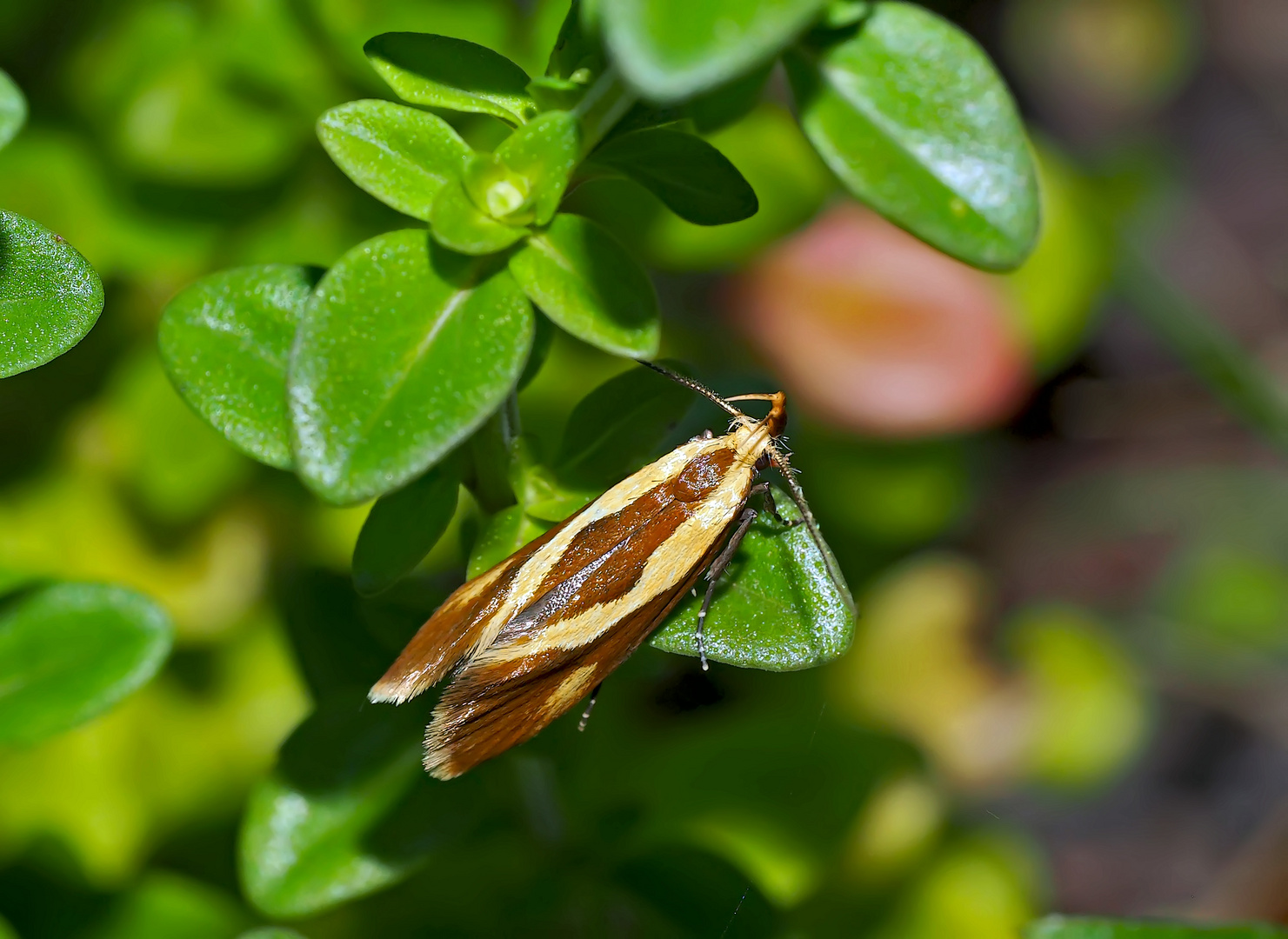 Die kleine Faulholzmotte heisst "Harpella forficella" - Un papillon de nuit mal-aimé!