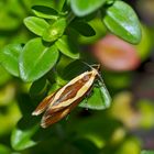 Die kleine Faulholzmotte heisst "Harpella forficella" - Un papillon de nuit mal-aimé!