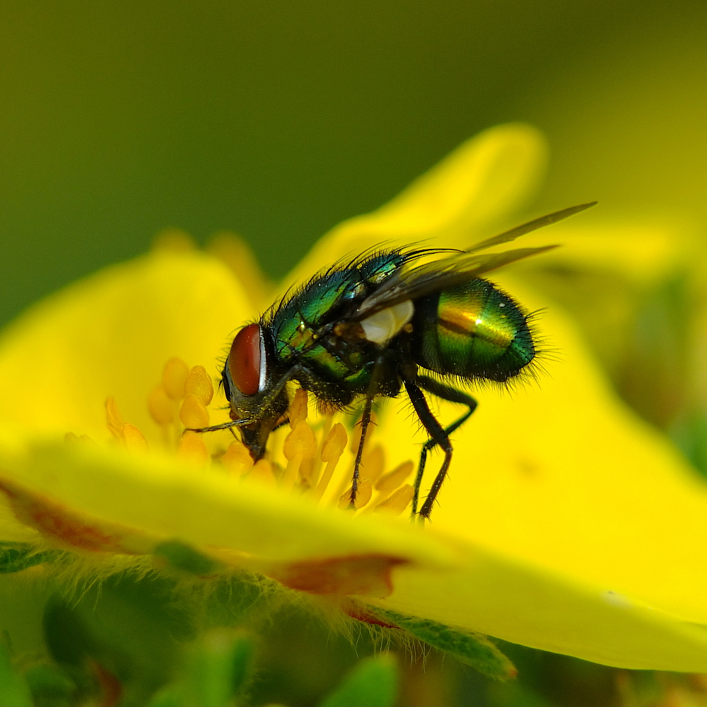 Die kleine Fliege