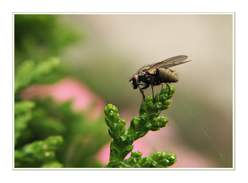 Die kleine Fliege