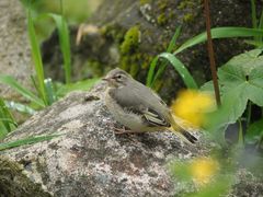 Die kleine Gebirgsstelze wieder getroffen