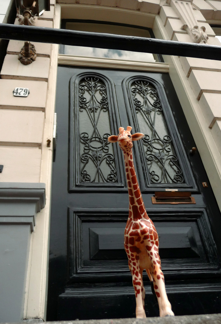 Die kleine Giraffe in Amsterdam