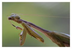 Die kleine Gottesanbeterin (Mantis)