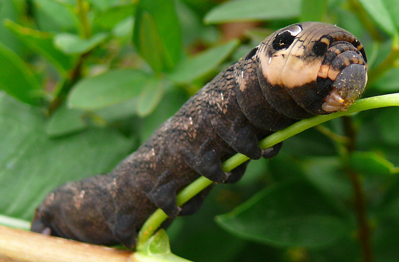 Die kleine (große) Raupe Nimmersatt