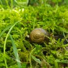 Die kleine, große Schnecke