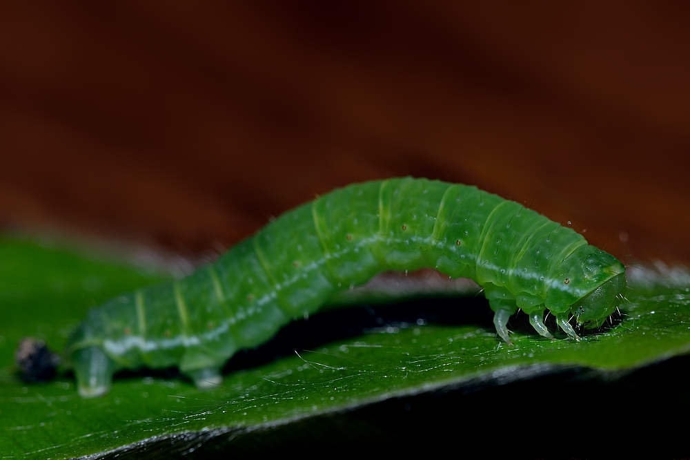 Die kleine grüne Raupe