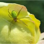 Die kleine grüne Spinne auf der gelben Rose