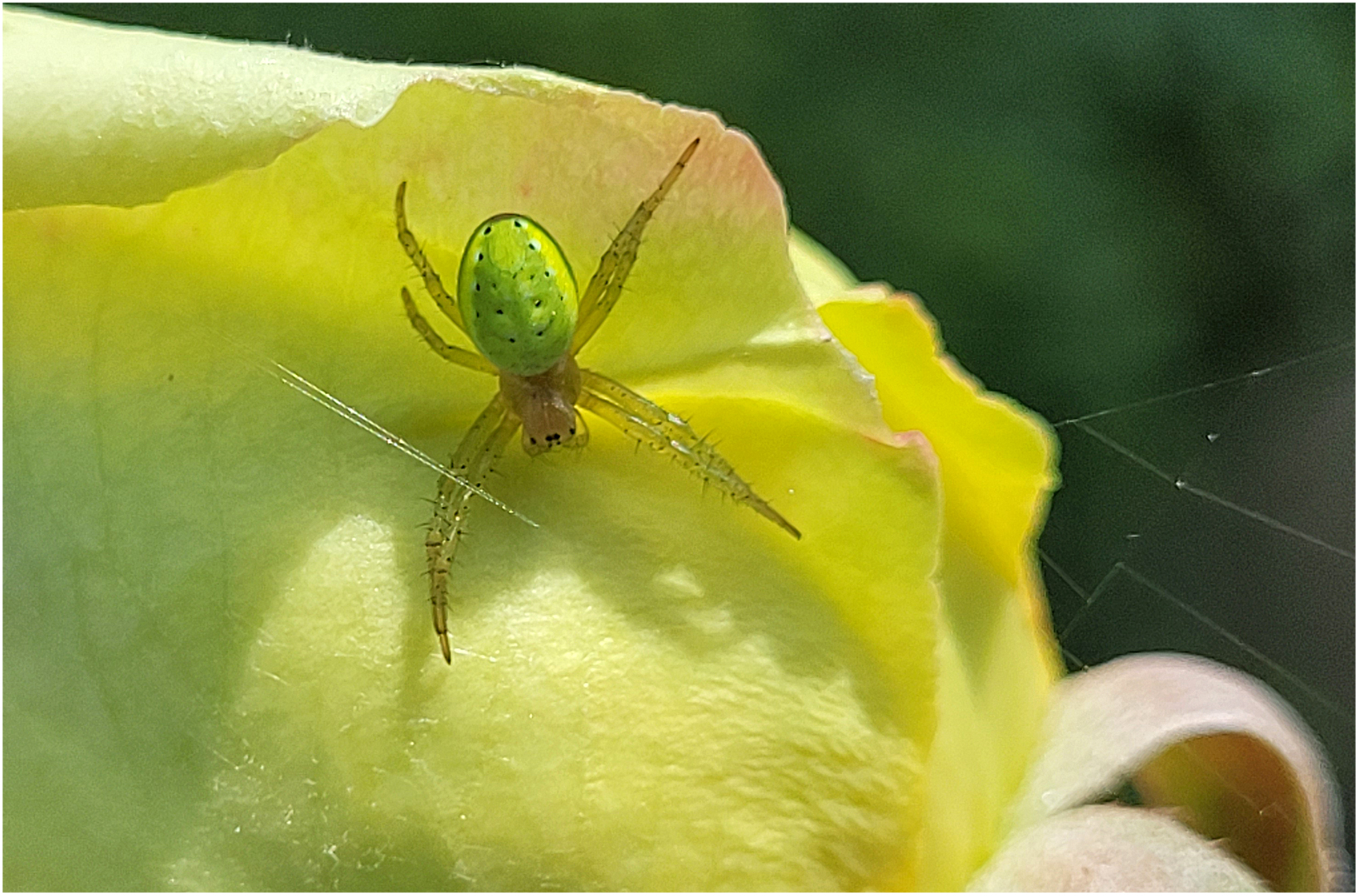 Die kleine grüne Spinne auf der grossen gelben Rose