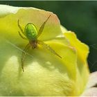 Die kleine grüne Spinne auf der grossen gelben Rose