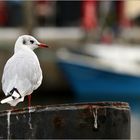 Die kleine Hafen-Möwe...