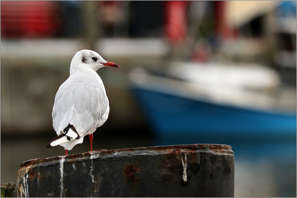 Die kleine Hafen-Möwe...