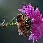 Die kleine Herbstaster 