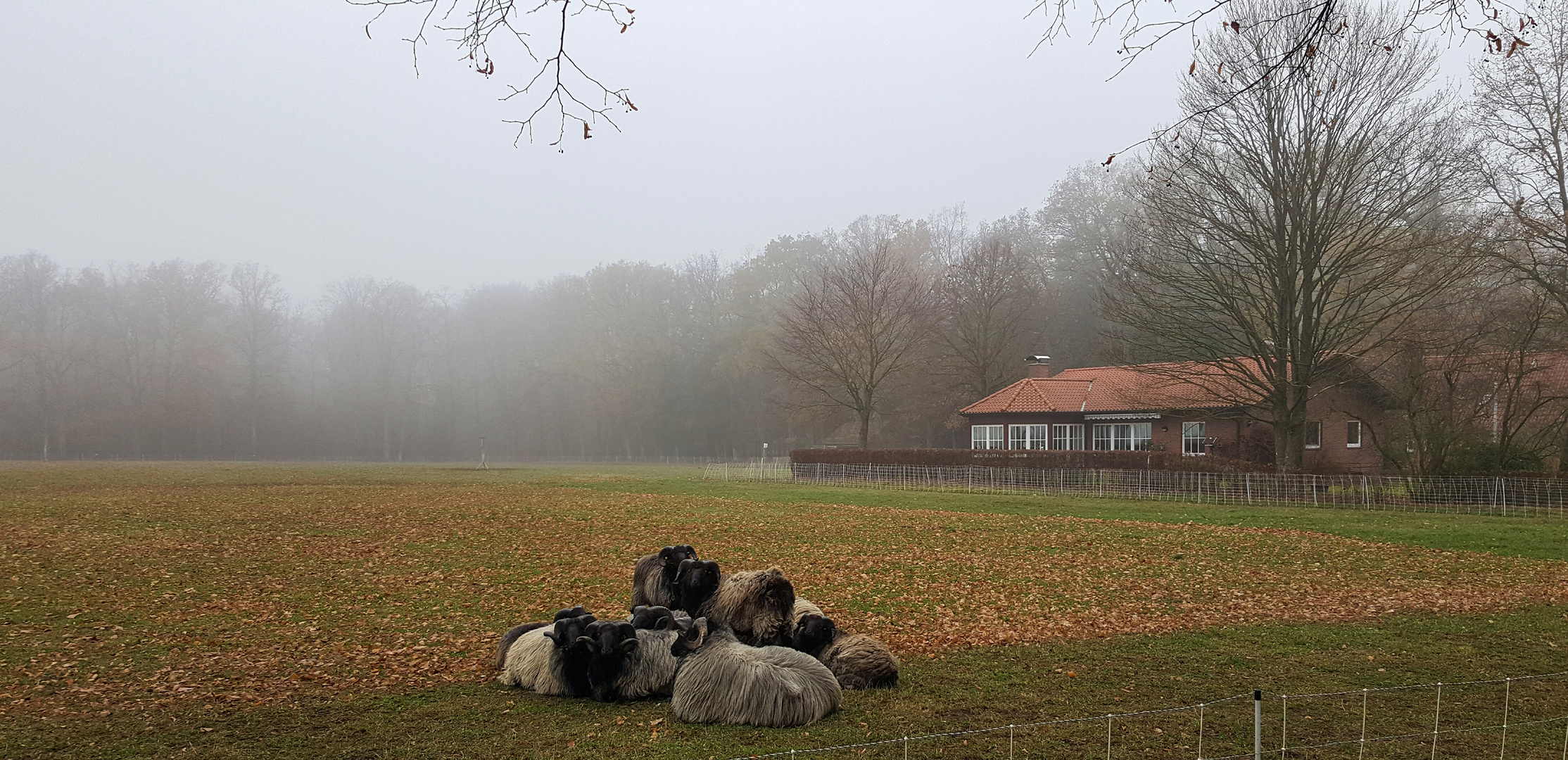 Die kleine Herde