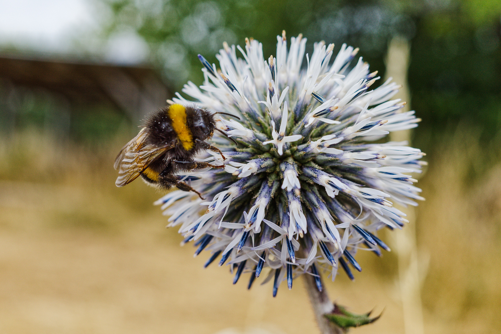 Die kleine Hummel (2)