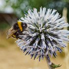 Die kleine Hummel (2)