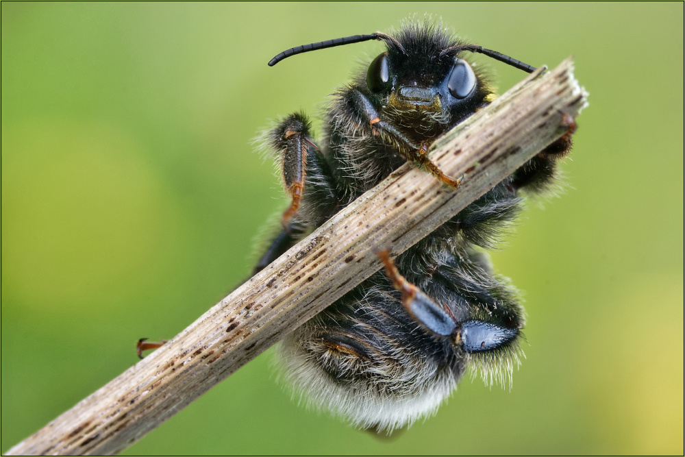 Die kleine Hummel...