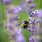 Die kleine Hummel