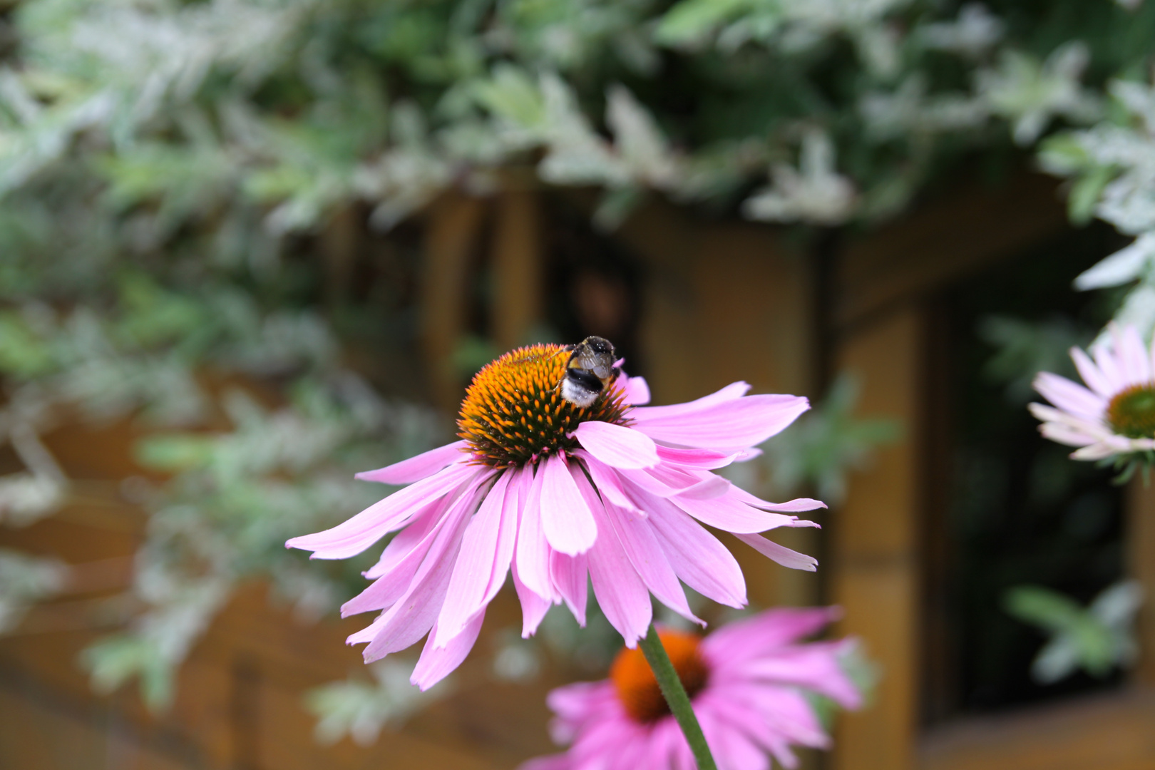 Die kleine Hummel bei der Arbeit :)