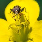 die Kleine im Einsatz