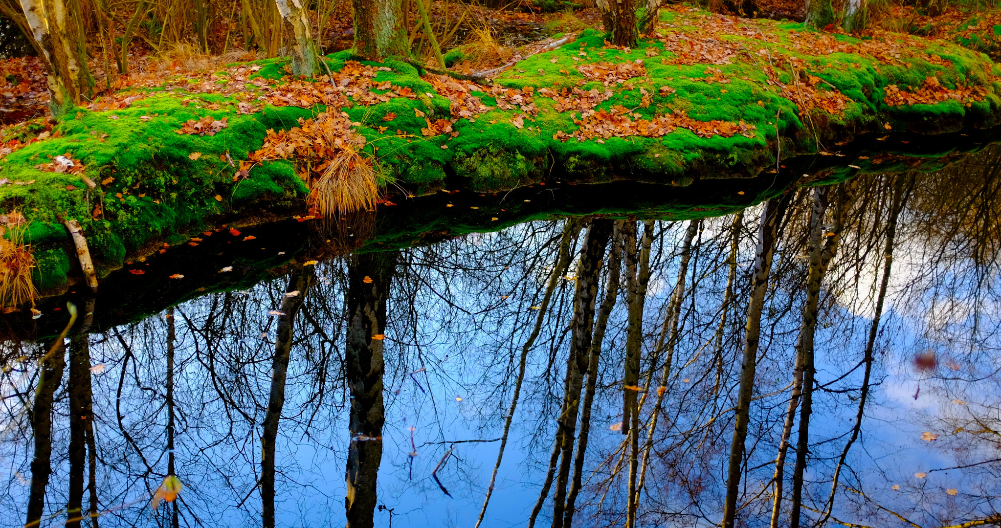 Die kleine Insel im Moor