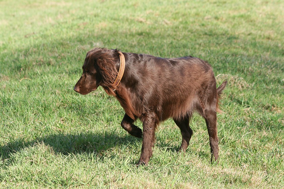 Die kleine Jagd