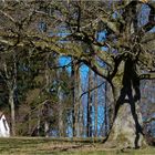 DIE KLEINE KAPELLE MIT DEM ALTEN BAUM