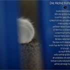 Die kleine Katzenpfot...