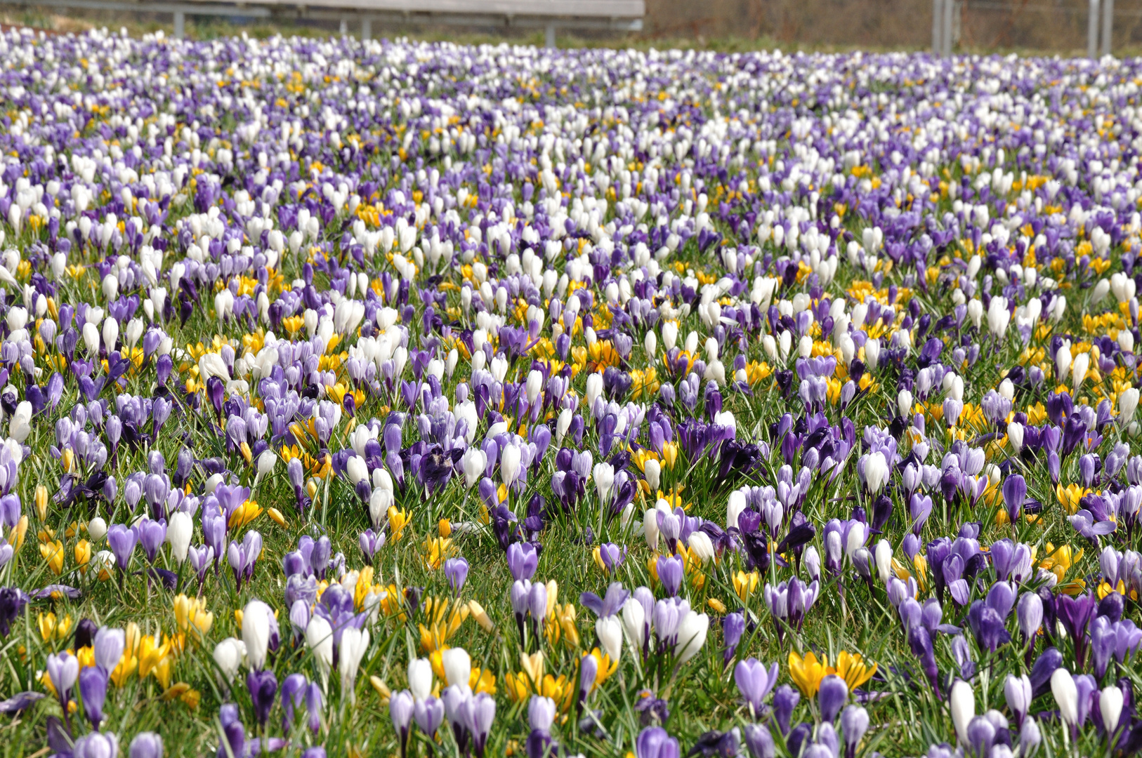 die kleine Krokuswiese