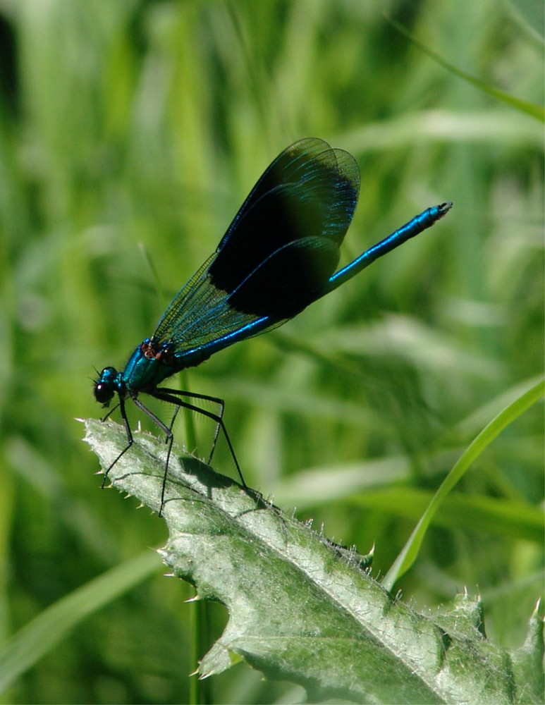 Die kleine Libelle