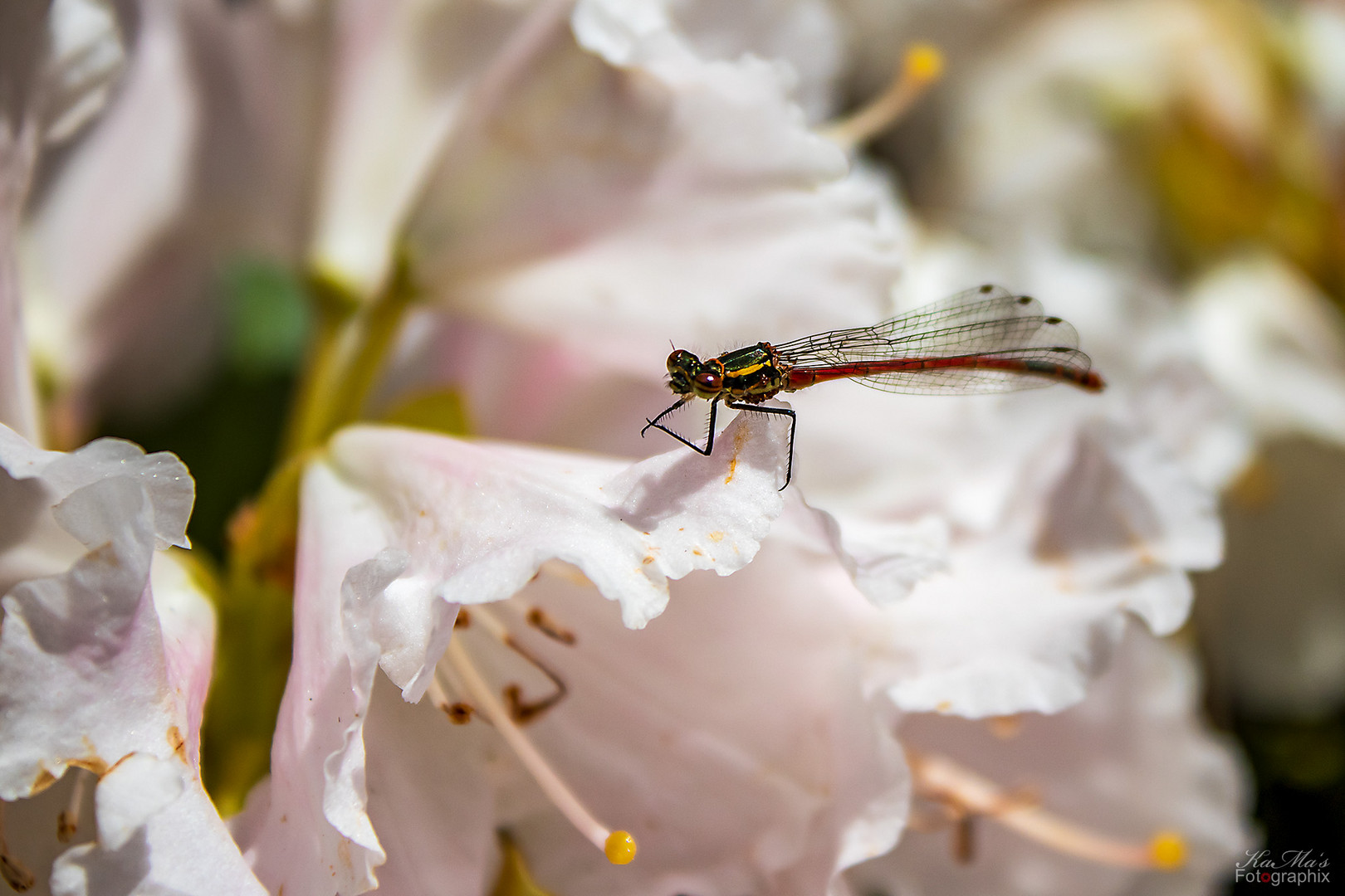 Die kleine Libelle